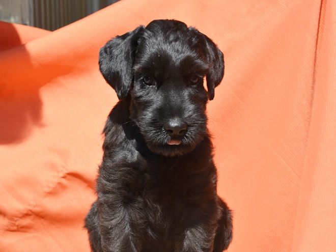 Standard Schnauzer puppy for sale