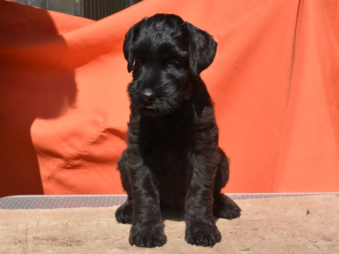 Standard Schnauzer puppy for sale