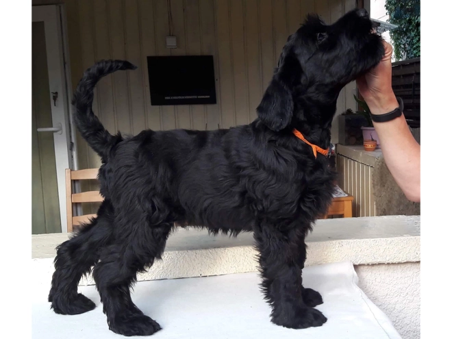 Standard Schnauzer puppy for sale