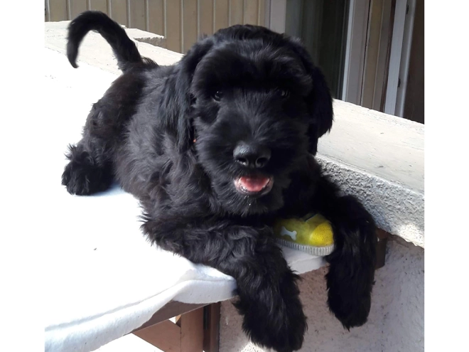 Standard Schnauzer puppy for sale