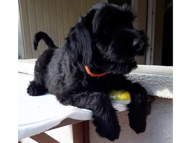 Standard Schnauzer puppy for sale
