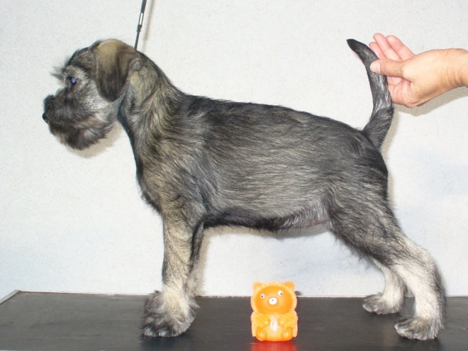Perros Schnauzer en venta