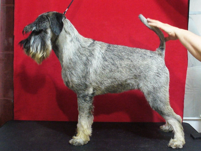 Perros Schnauzer en venta