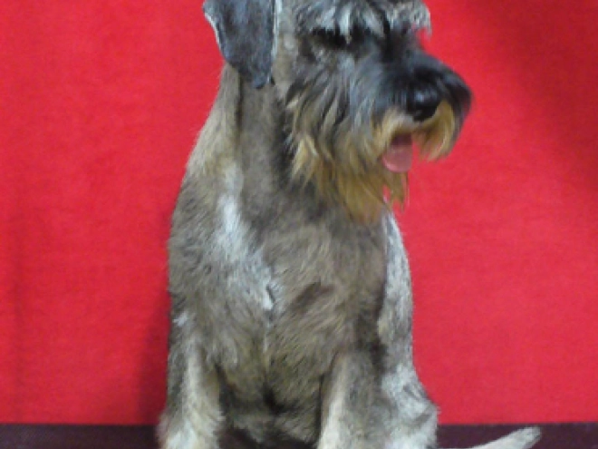 Perros Schnauzer en venta