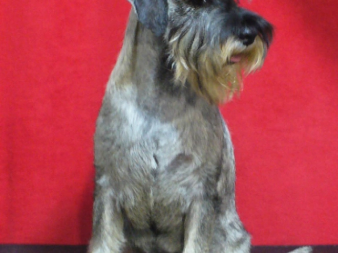 Perros Schnauzer en venta