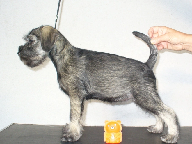 Perros Schnauzer en venta