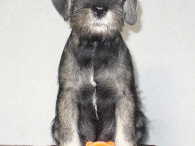 Perros Schnauzer en venta