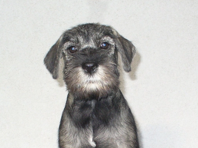 Perros Schnauzer en venta
