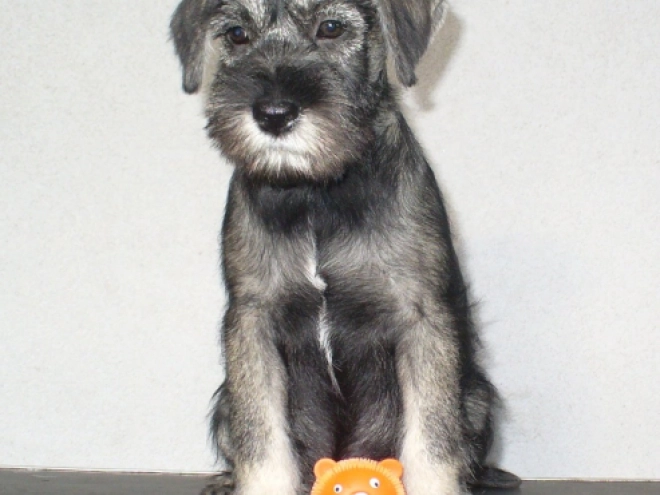 Perros Schnauzer en venta