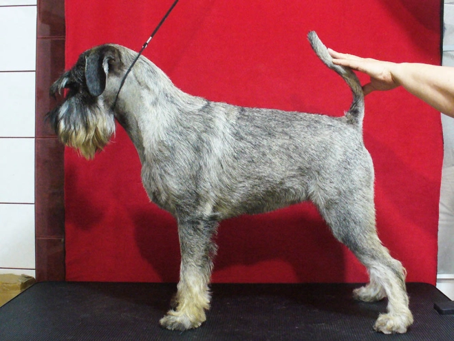 Perros Schnauzer en venta