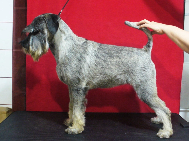 Perros Schnauzer en venta