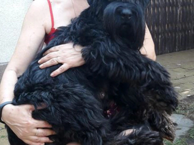 Standard Schnauzer puppy for sale