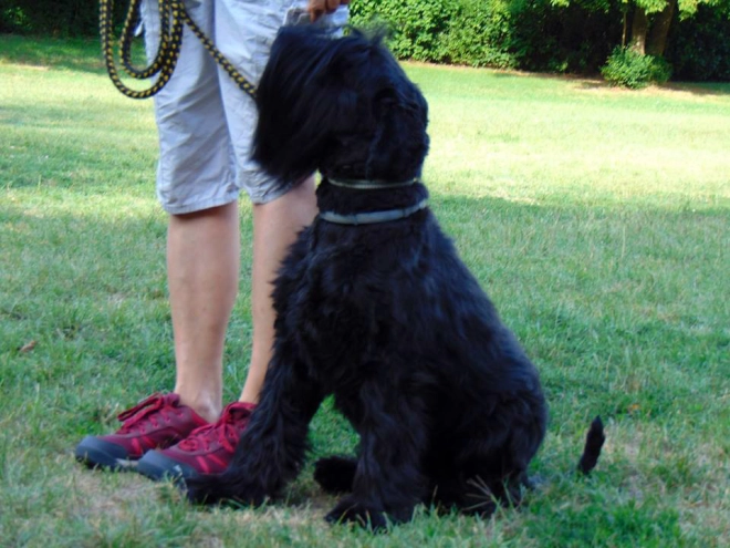 Standard Schnauzer puppy for sale