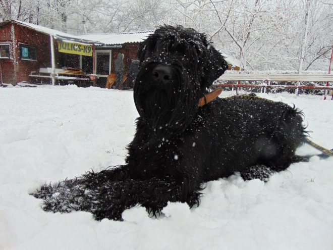 Standard Schnauzer puppy for sale