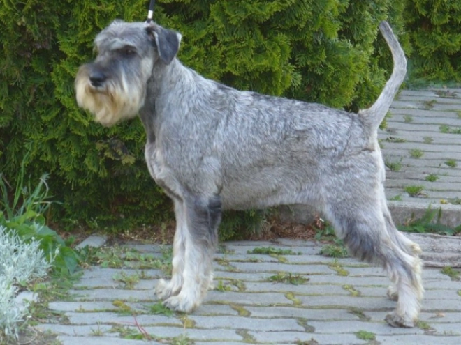 Perros Schnauzer en venta