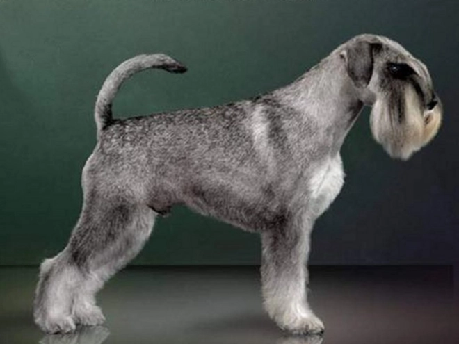 Perros Schnauzer en venta