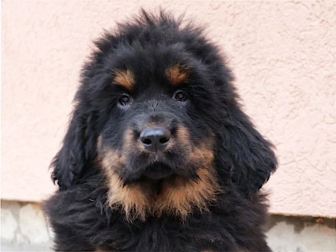 Perros Mastín Tibetano en venta