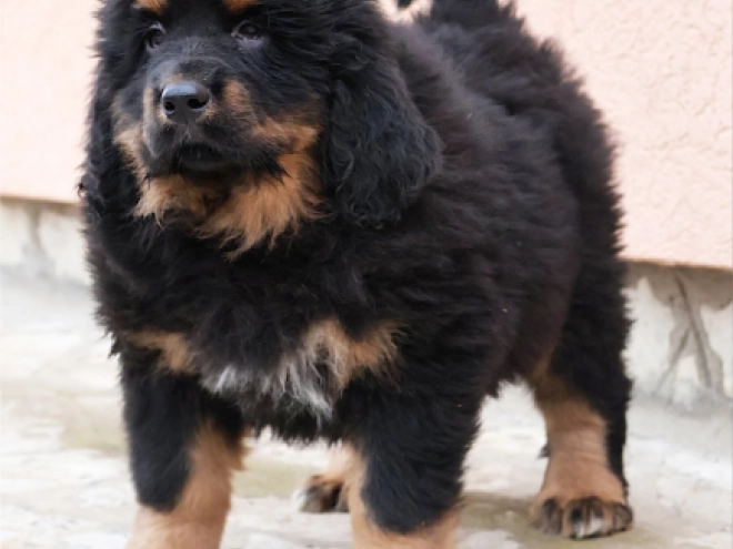 Perros Mastín Tibetano en venta