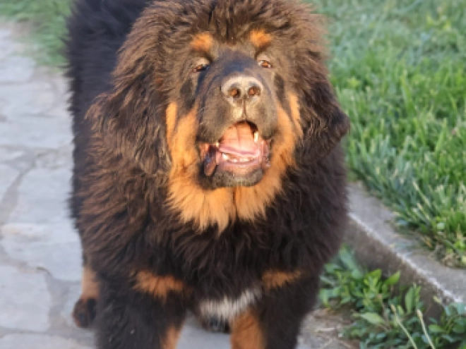 Perros Mastín Tibetano en venta
