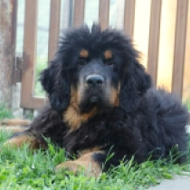 Dawa, black and tan Tibetan Mastiff for sale