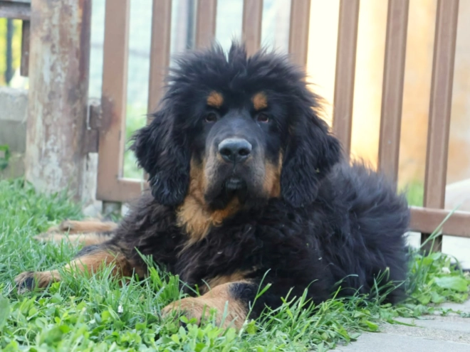 Perros Mastín Tibetano en venta