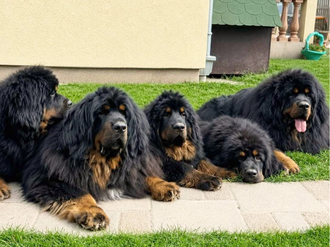 Perros Mastín Tibetano en venta