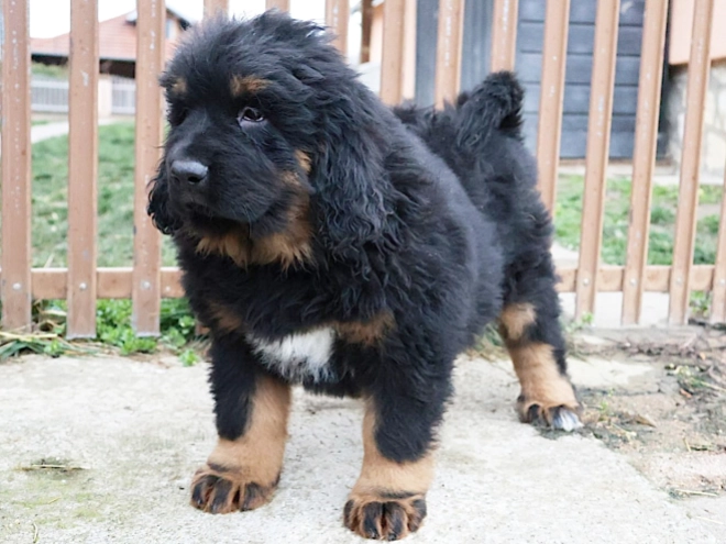 Perros Mastín Tibetano en venta