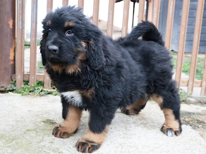 Perros Mastín Tibetano en venta