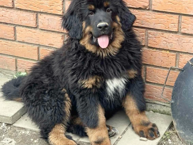 Perros Mastín Tibetano en venta