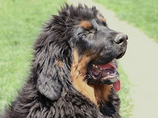 Perros Mastín Tibetano en venta