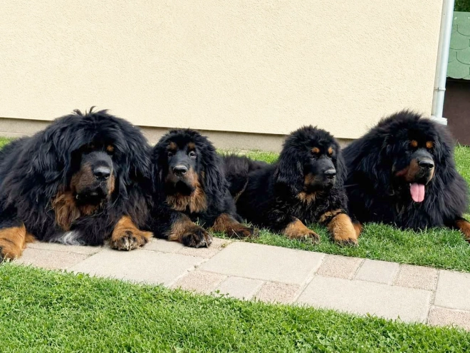 Perros Mastín Tibetano en venta