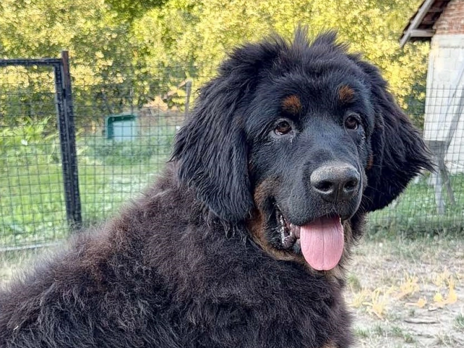 Tibetan Mastiff puppy for sale