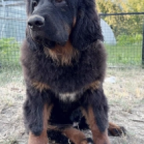 Jaala, black and tan Tibetan Mastiff for sale