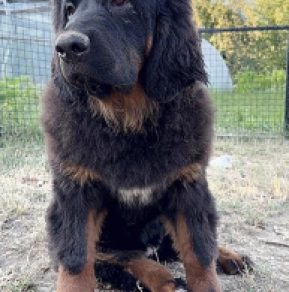 Tibetan Mastiff puppy for sale