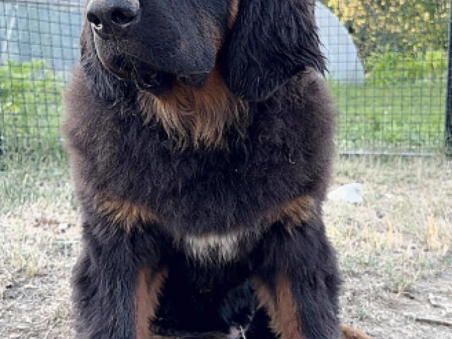 Tibetan Mastiff puppy for sale