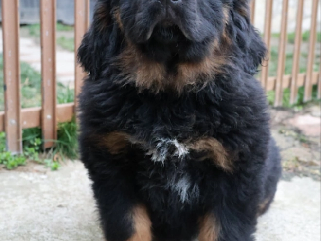 Perros Mastín Tibetano en venta