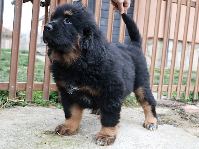 Perros Mastín Tibetano en venta