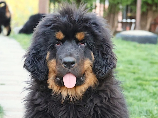 Perros Mastín Tibetano en venta