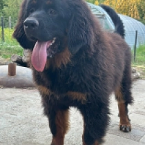 Kishi, black and tan Tibetan Mastiff for sale