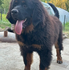 Tibetan Mastiff puppy for sale