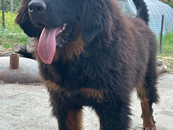 Tibetan Mastiff puppy for sale