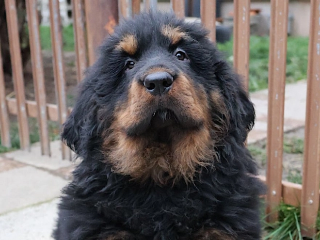 Perros Mastín Tibetano en venta