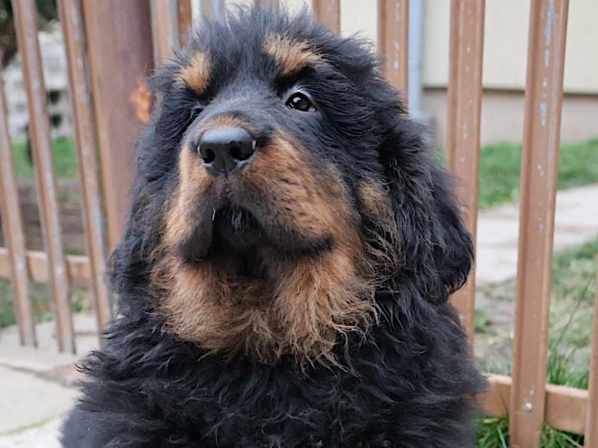 Perros Mastín Tibetano en venta