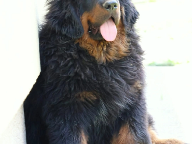 Perros Mastín Tibetano en venta
