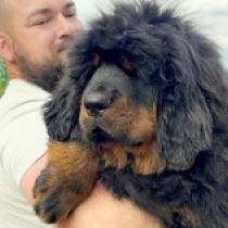 Bamboo, black and tan Tibetan Mastiff for sale