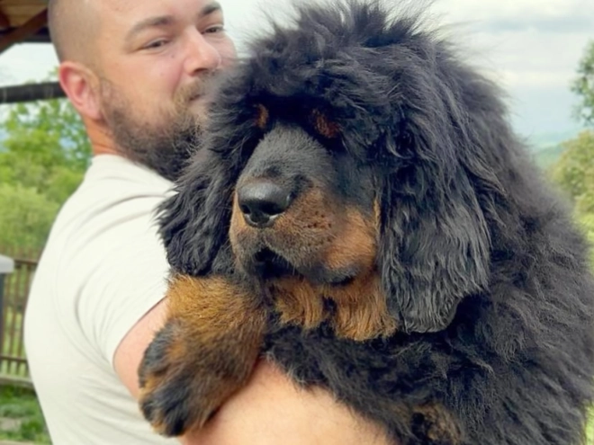 Perros Mastín Tibetano en venta