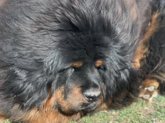 Perros Mastín Tibetano en venta
