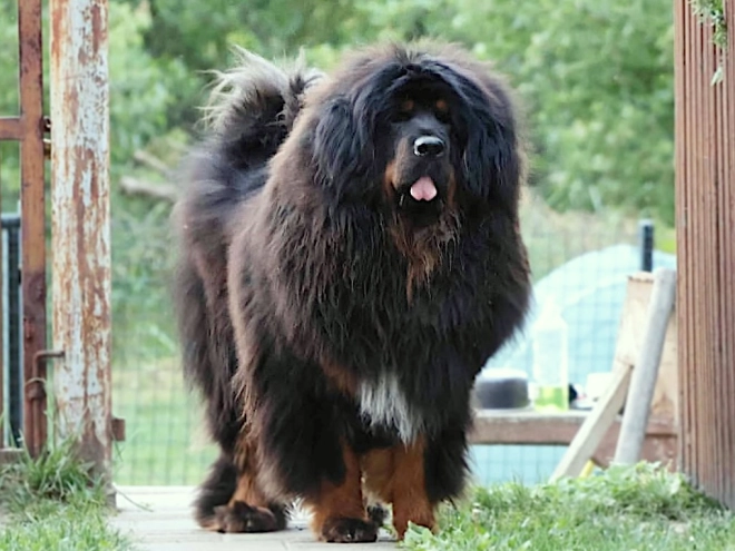 Perros Mastín Tibetano en venta
