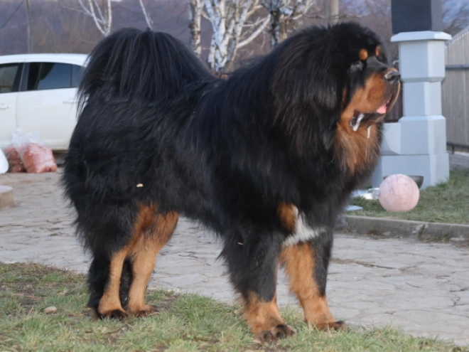 Perros Mastín Tibetano en venta