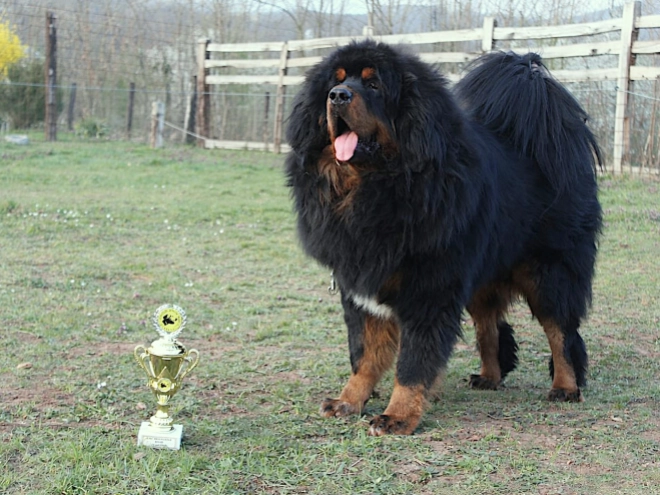 Perros Mastín Tibetano en venta